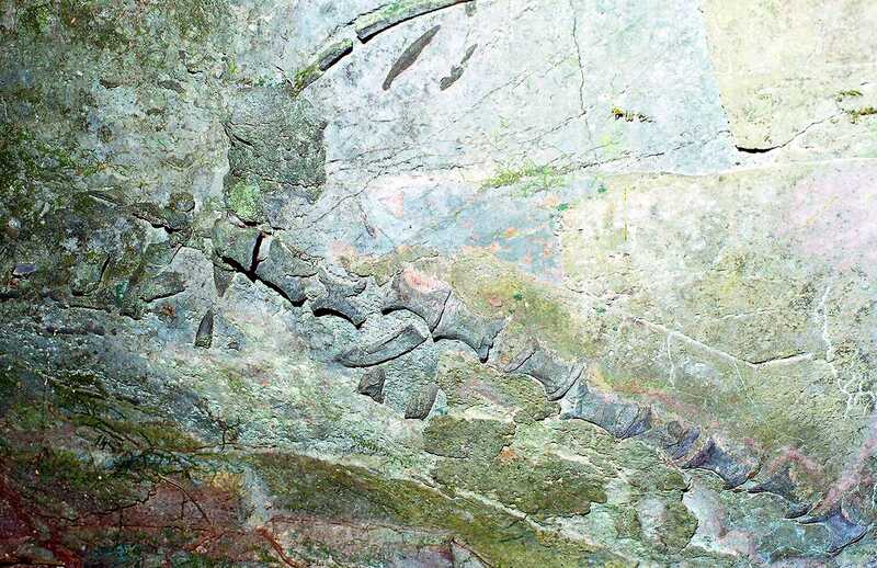 230 Million Year Old Sea Monster Fossil Cuc Phuong