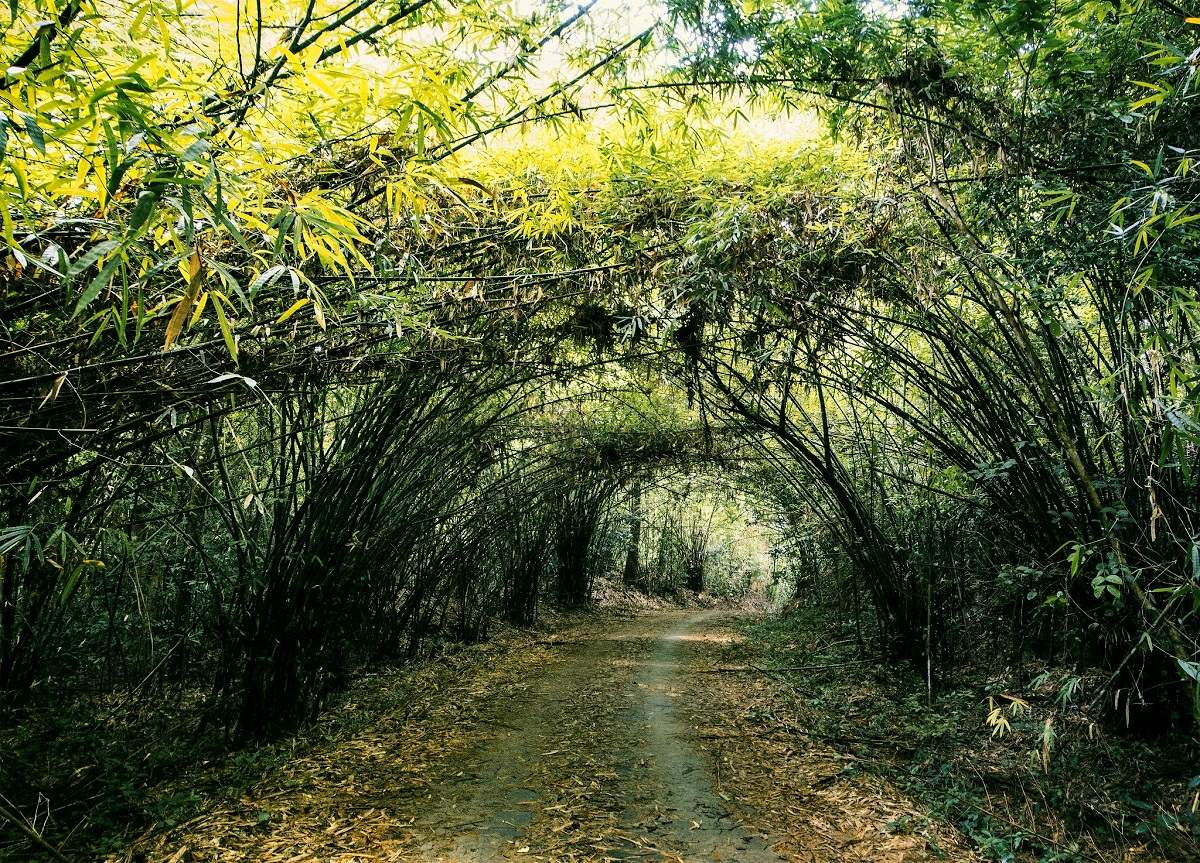 Nature and rainforest in Cat Tien