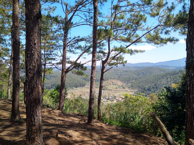 Pine forest in Mang Den