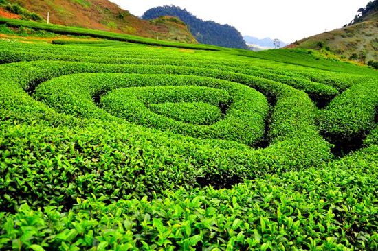 Heart Shaped Tea Hill