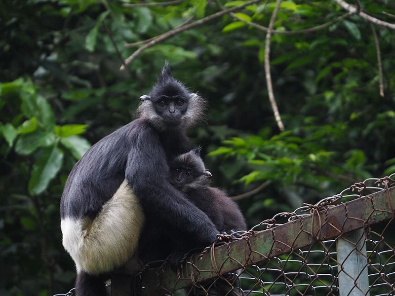 Endangered Primate Rescue Center Cuc Phuong