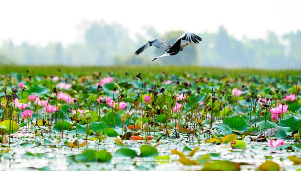 Lang Sen Wetland Reserve