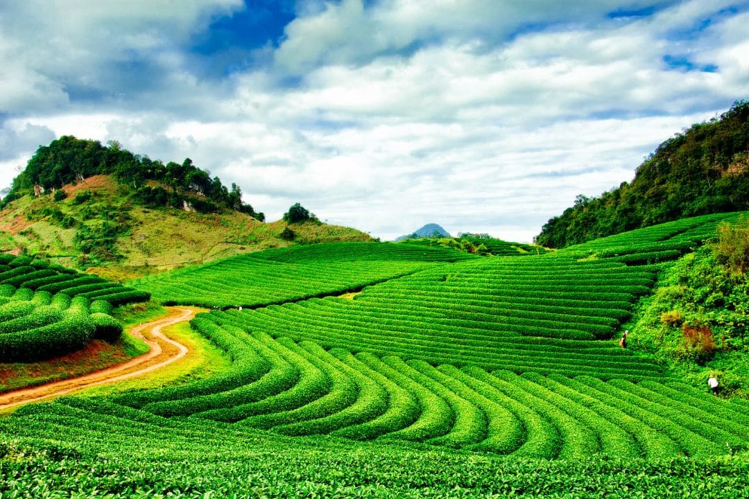 Moc Chau Plateau on the Mu Cang Chai to Mai Chau private car route