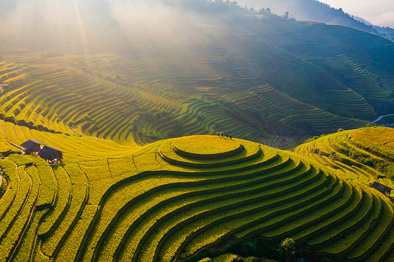 Discover Mu Cang Chai terraced rice fields