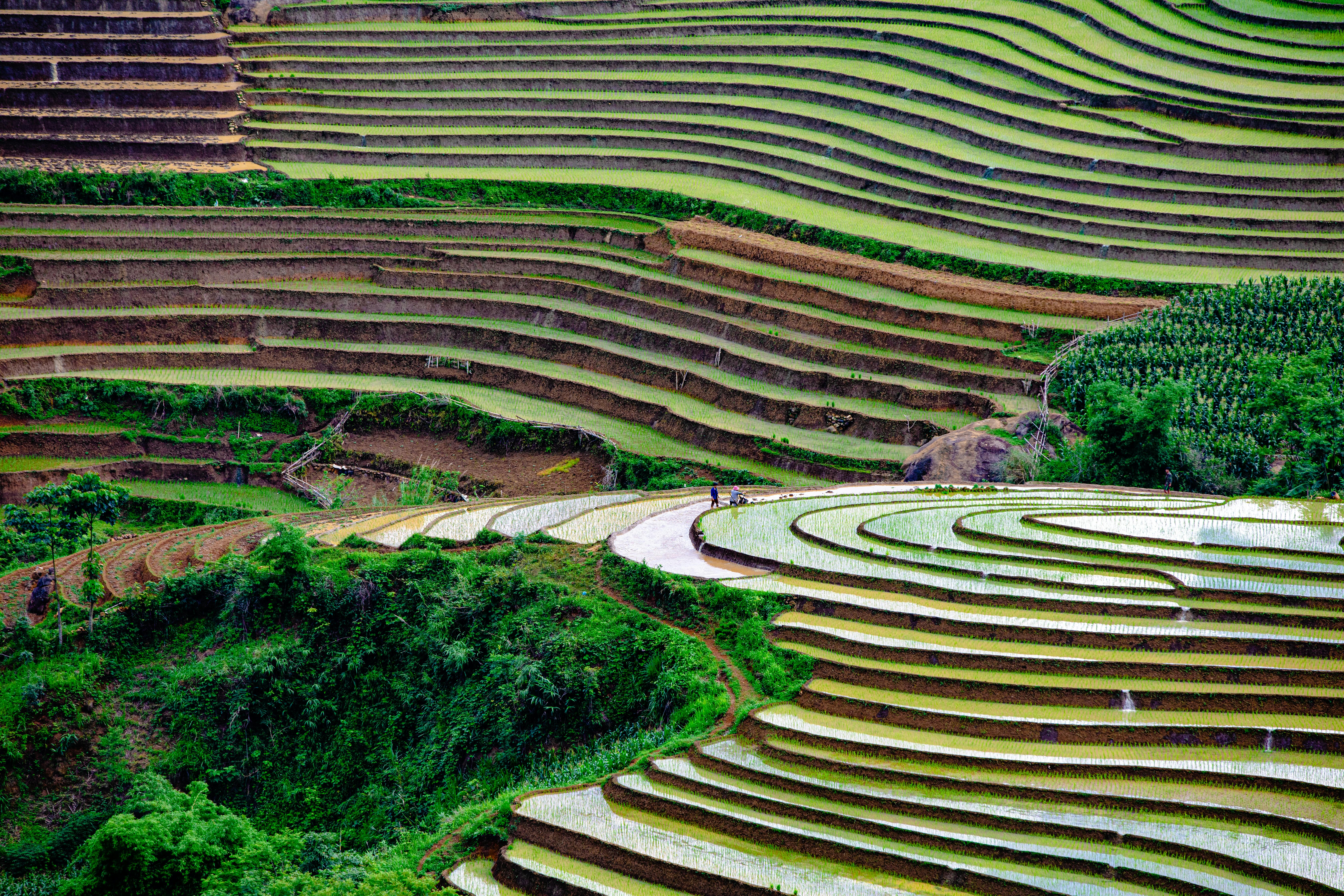 Muong Lo rice terraces – Nghia Lo private car transfer from Hanoi