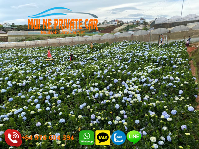 nha-trang-to-dalat-by-private-car