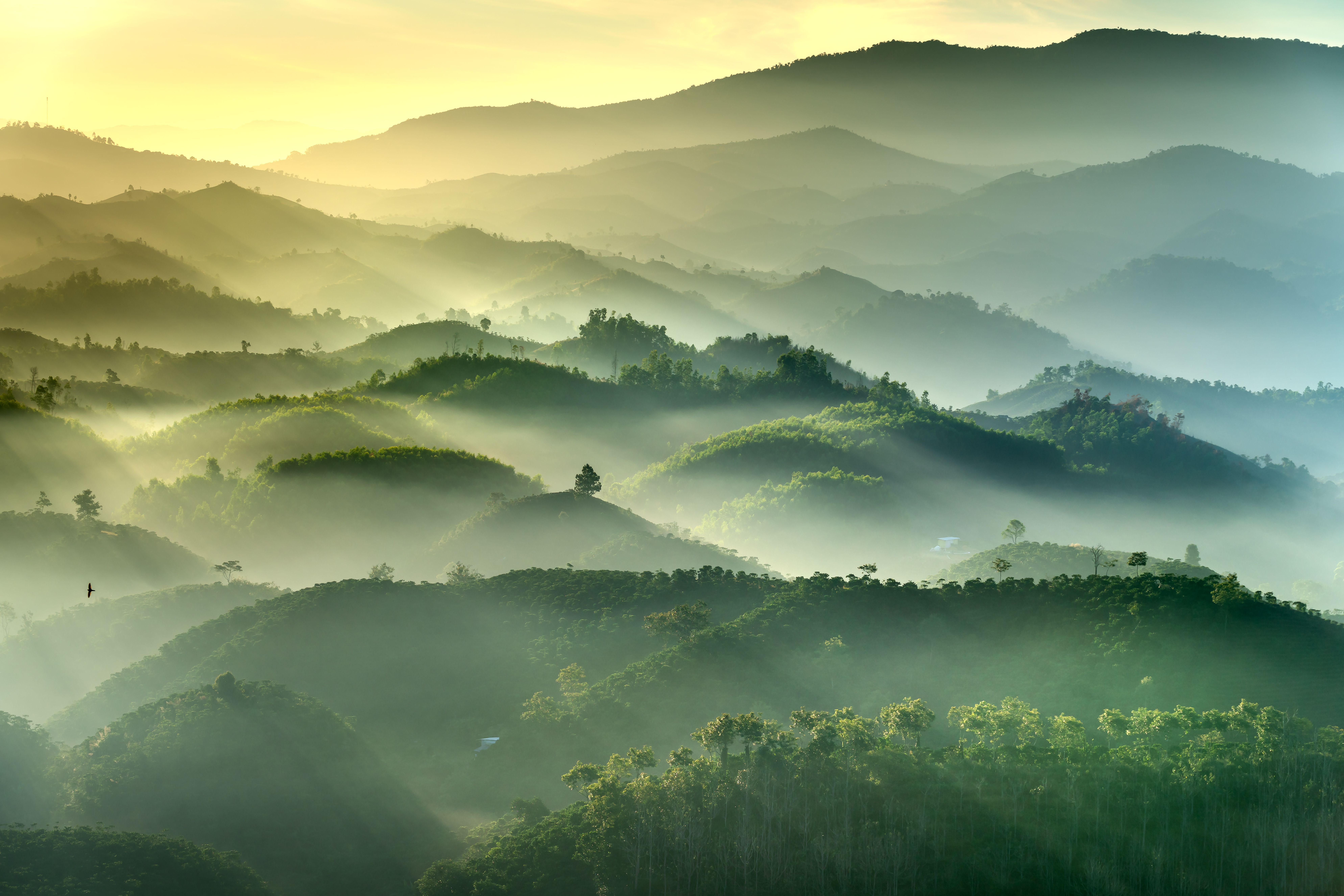 Bao Loc tea hills