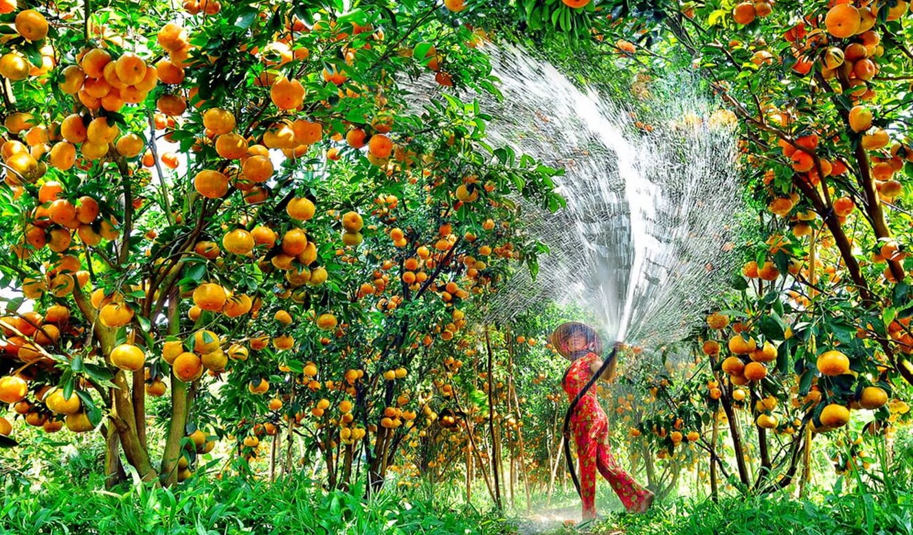 Mekong Delta Fruit Orchards