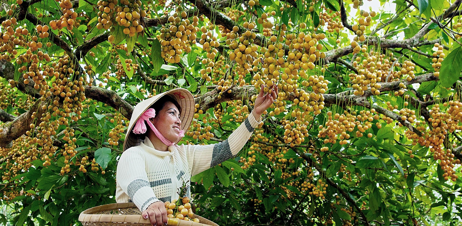 Cai Tau Strawberry Garden Ca Mau